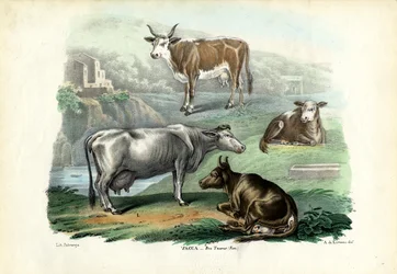牛、1863-79